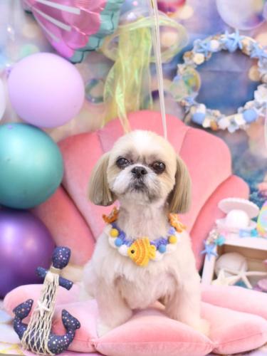 20240811ちょびくん